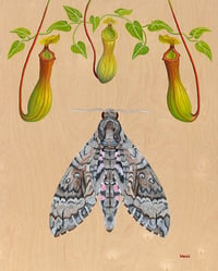 Image 1 of Nepenthes - Giclee Fine Art Print