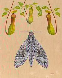 Image 1 of Nepenthes - Fine Art Print