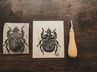 Image 4 of Coleoptera beetle