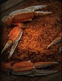 Image 2 of MP Lockstoff Paste Krill Perch 50ml 