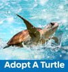 Adopt A Turtle Then Track Your Own Turtle All Around The World