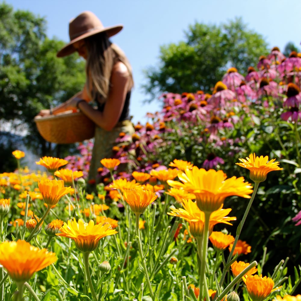Image of the sacred garden: tending the soil & soul 