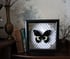 Real framed butterfly, Large Image 2