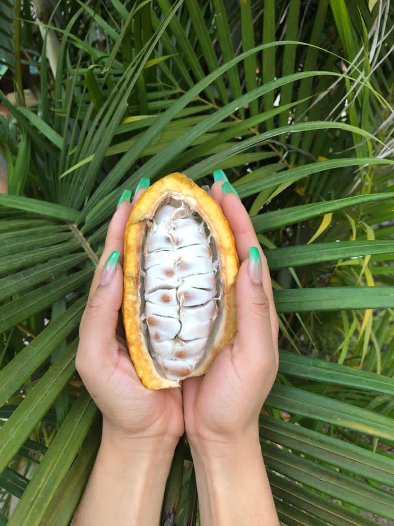Image of Healing Cacao Bean Butter