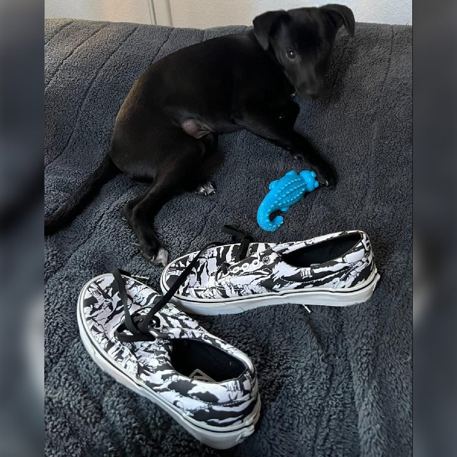 Star Wars Stormtrooper Camo Authentic Black & White VANS Shoes