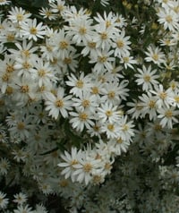 Olearia phlogopappa ‘White Gem’ (Dusty Daisy Bush)