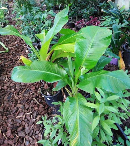 Image of Abyssinian Banana (Musa ensete)