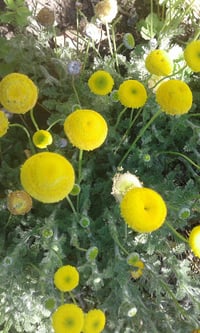 Image 1 of Aaronsohnia pubescens