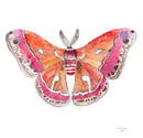 Image 2 of Cecropia Moth