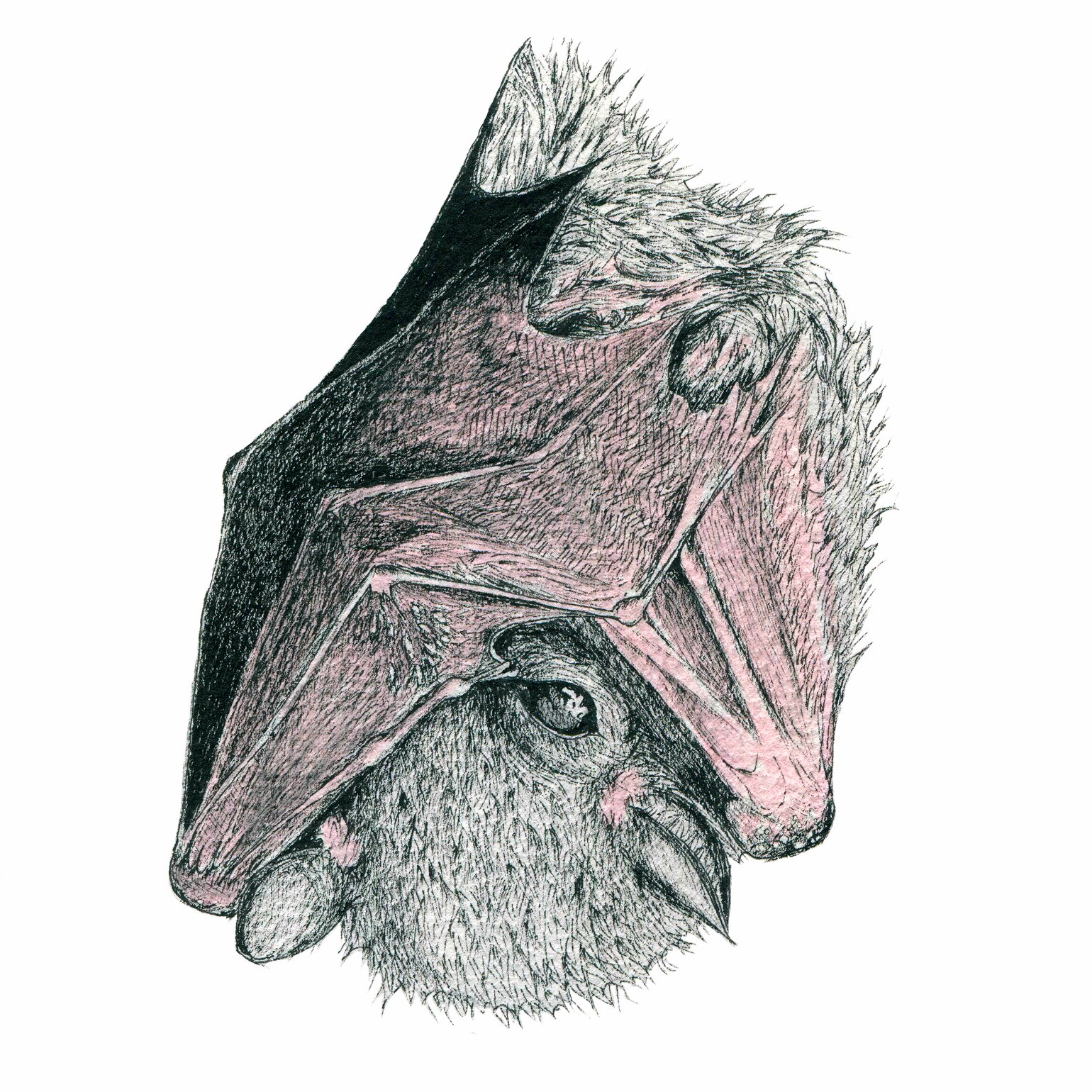 Image of Brown Bat (Print)