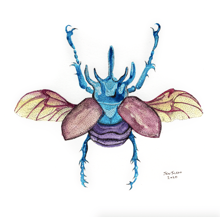 Image of Rhinoceros Beetle