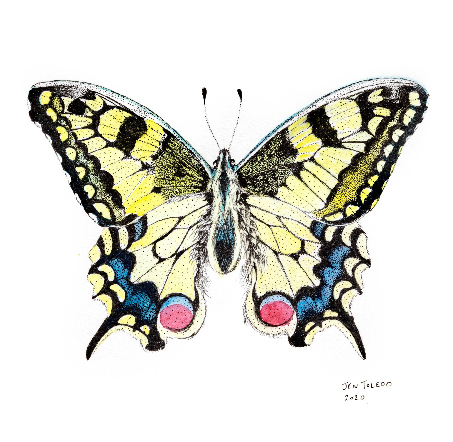 Image of Swallowtail Butterfly