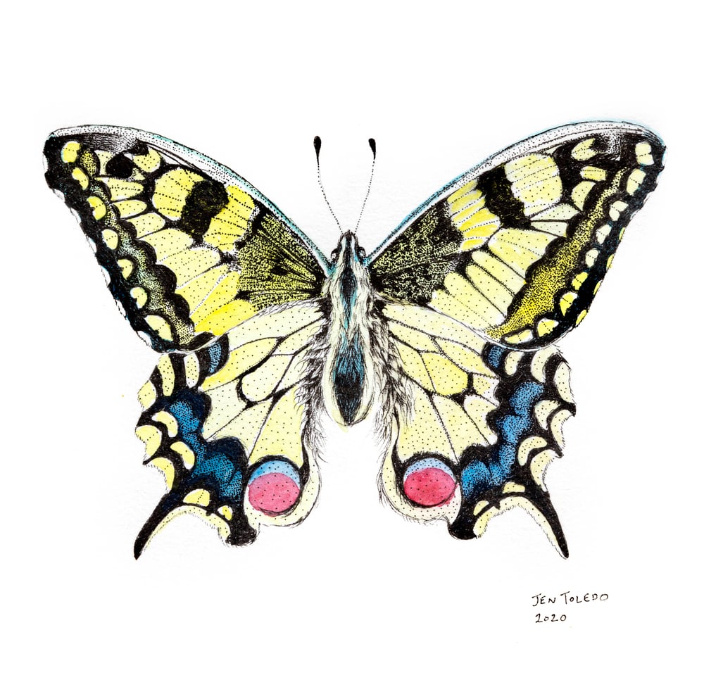 Image of Swallowtail 