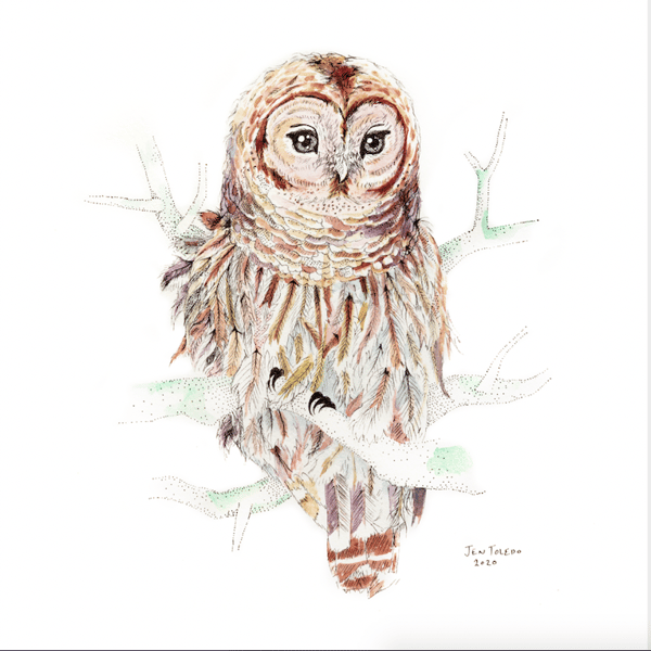 Image of Barred Owl Print 🦉