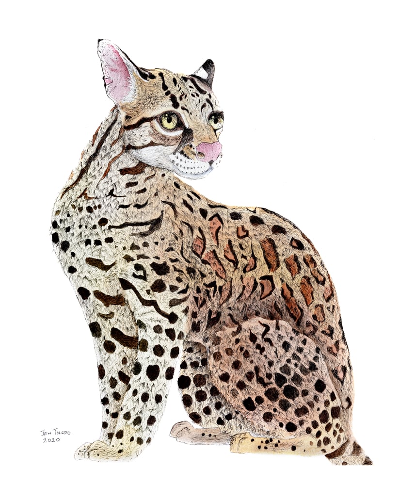 Image of Ocelot 🖤