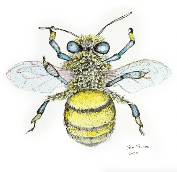 Image of Honey Bee
