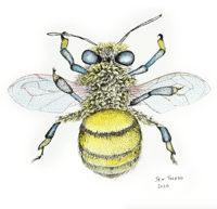 Image 1 of Honey Bee