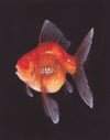 fishtooth (4x5, 8x10, 11x14 inches) fine art print