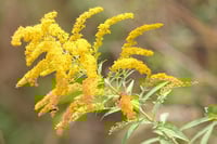 Image 1 of Solidago (Goldenrod)