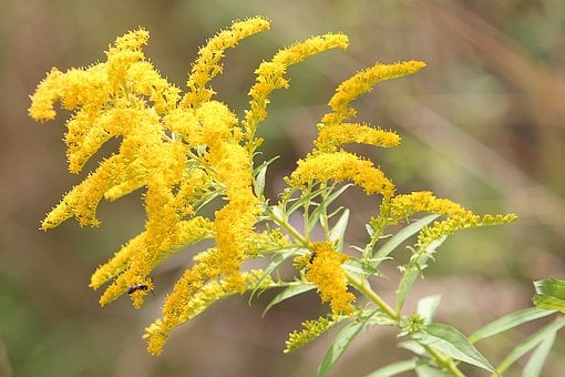 Image of Solidago (Goldenrod)