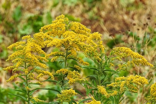 Image of Solidago (Goldenrod)