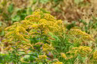 Image 2 of Solidago (Goldenrod)