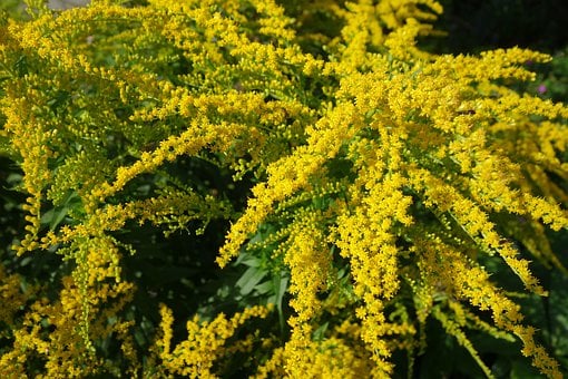 Image of Solidago (Goldenrod)