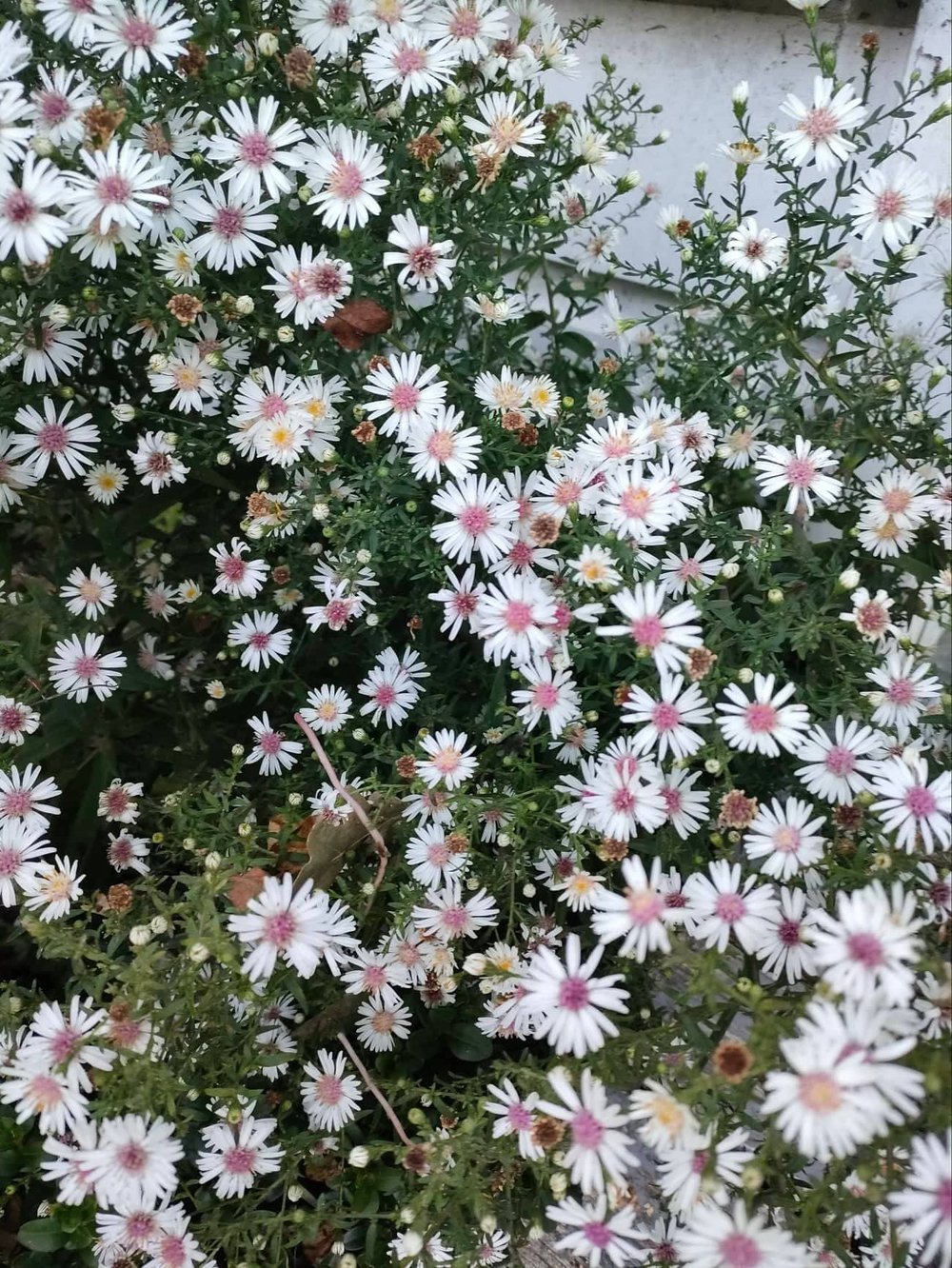 Image of Aster (White/Dark Pink)