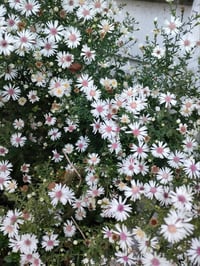 Aster (White/Dark Pink)