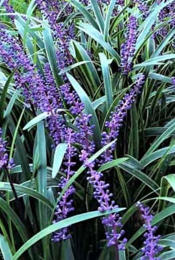 Image of Liriope giganteum (Evergreen Giant Lily Turf)