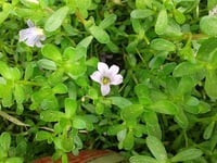 Image 2 of Soleirolia soleirolii (Baby's Tears)