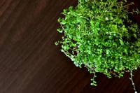 Image 1 of Soleirolia soleirolii (Baby's Tears)