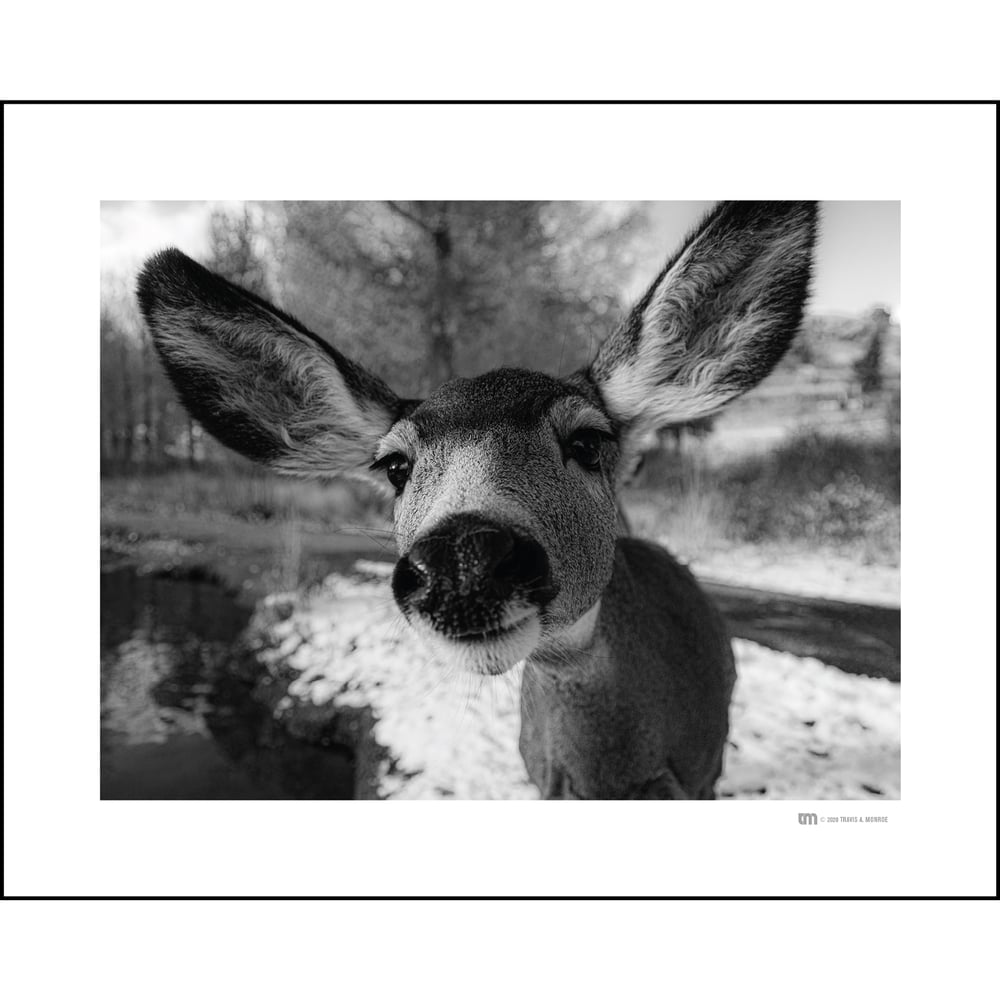 Image of Socially Distant | OH DEER...