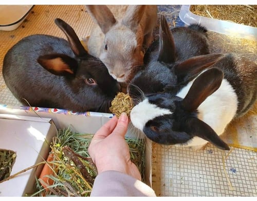 Image of Healthy Munchy Treat Parcels (no oats!)