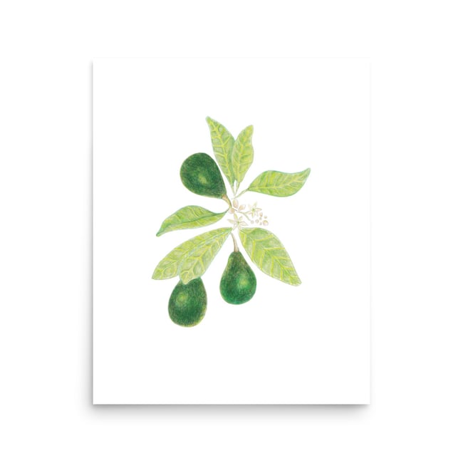  Hass Avocados & Blossoms Art Print