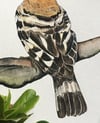 Eurasian hoopoe