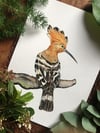 Eurasian hoopoe
