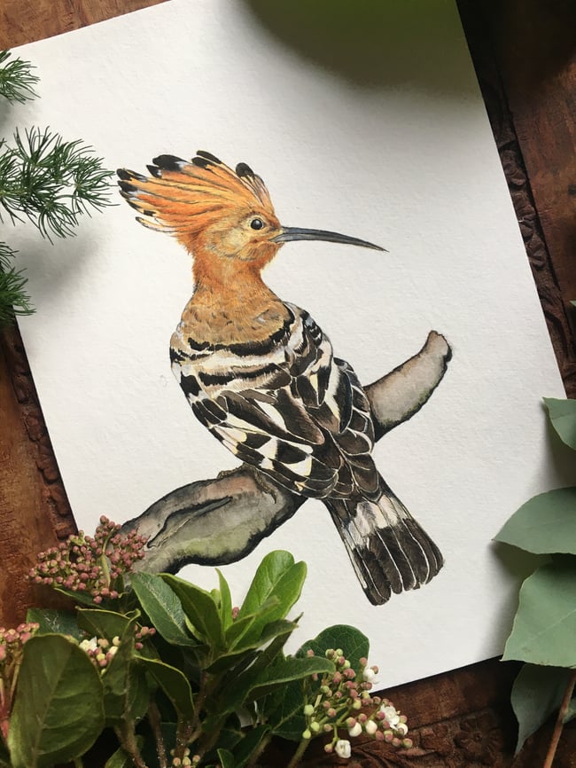 Eurasian hoopoe