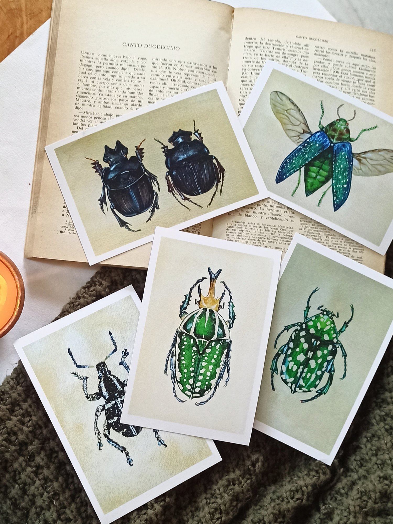Image of Entomology Postcard Set
