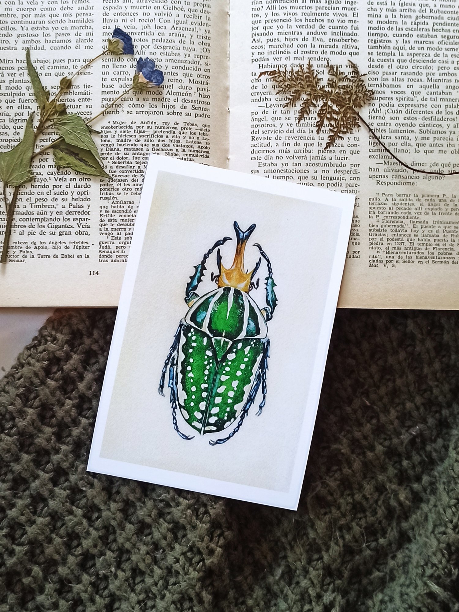 Image of Entomology Postcard Set