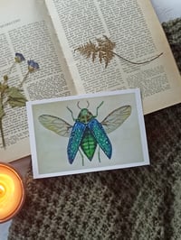 Image 4 of Entomology Postcard Set