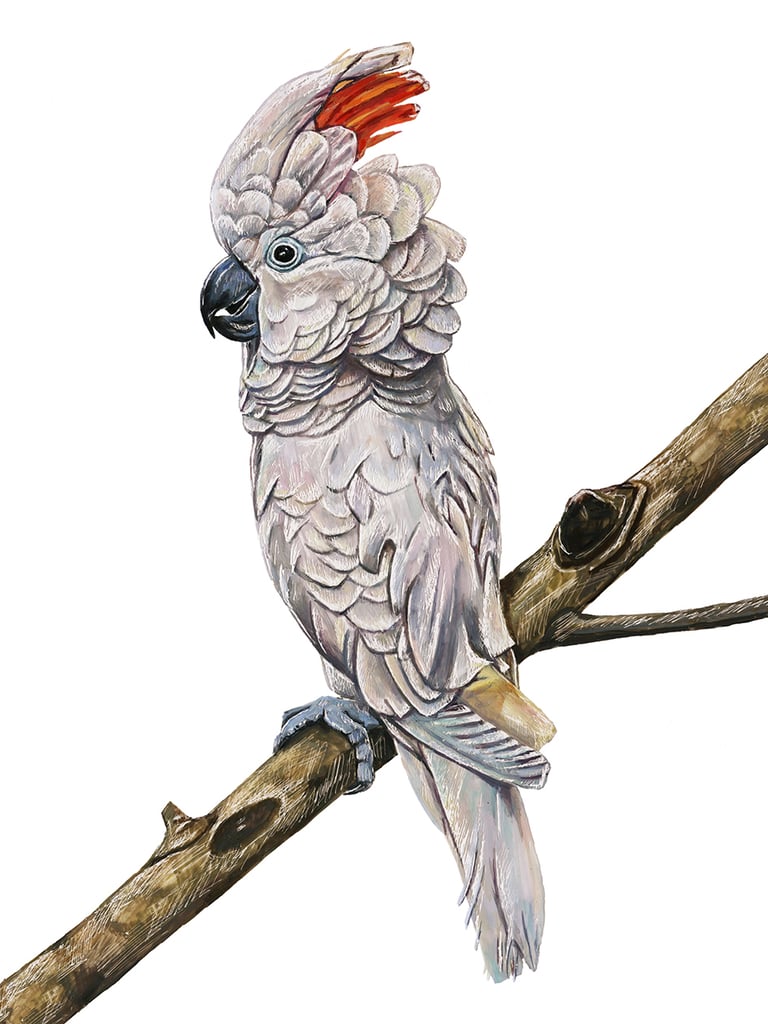 Fine art print | Cockatoo