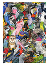 Fine art print | Australian birds