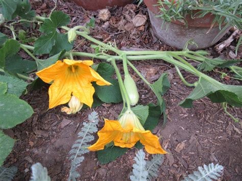 Image of Delicata (Organic Heirloom)