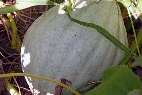 Image of Pale Hopi Gray Squash (Organic Heirloom)