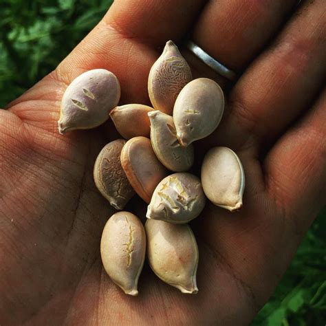 Image of Pale Hopi Gray Squash (Organic Heirloom)