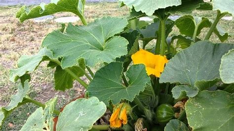 Image of Kabocha (Organic Heirloom)