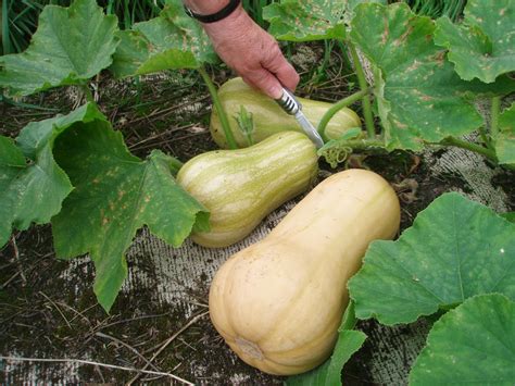 Image of Organic Butternut Squash