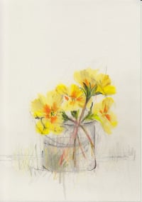 Primroses