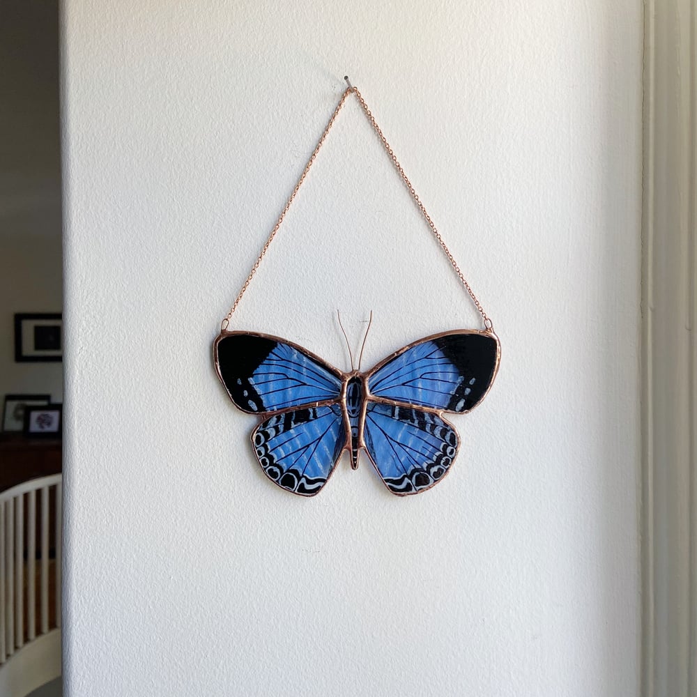 Image of Metallic Cerulean Blue Butterfly